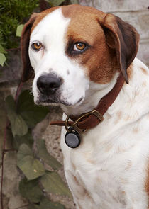 Samm Hodges
as Martin the Dog