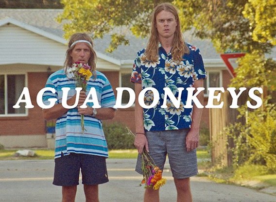 Agua Donkeys